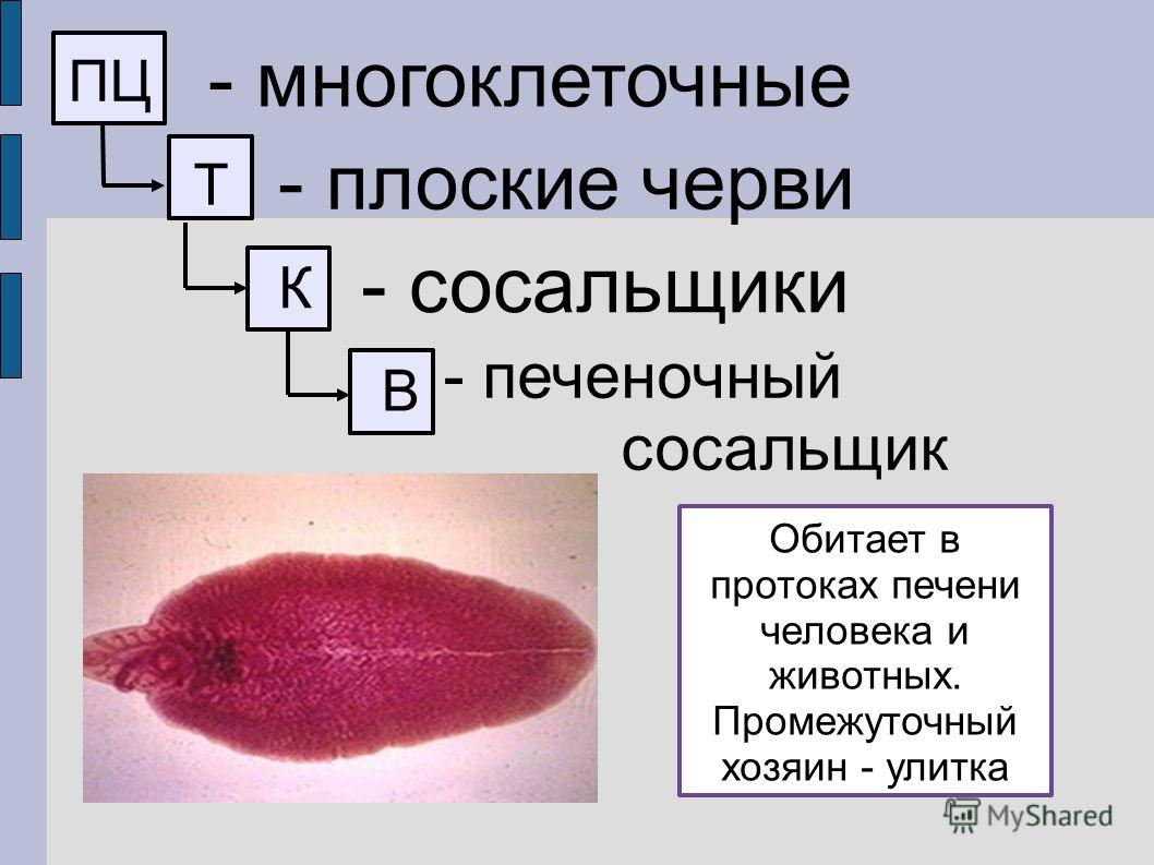 Кракен даркнет как зайти